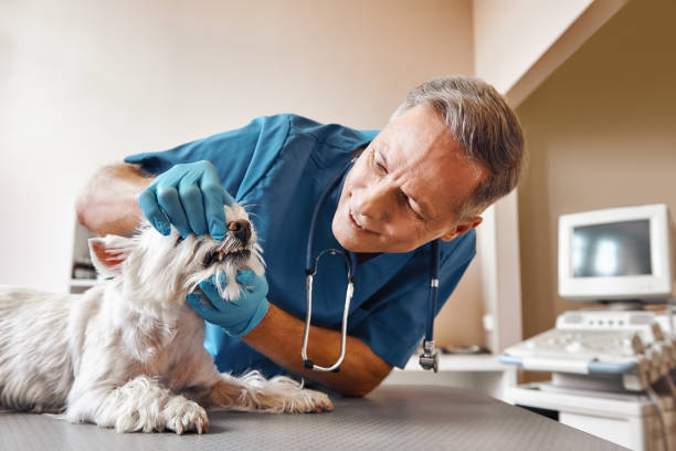 Best Pediatric Emergency Dentist in Morris, MN